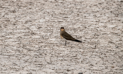 beautiful birds of africa with an unusual coloring in natural conditions