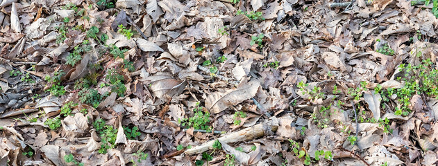 Texture of dry leaves