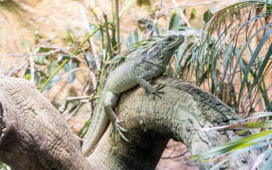 Common green iguana resting on a tree trunk in tropical environment