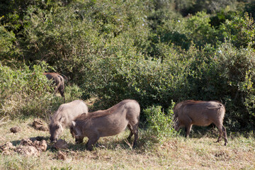 Naklejka na ściany i meble A group of warthogs foraging for food in the Addo elephant park. 