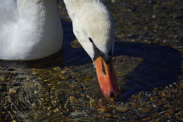 Close up of a white swan that has dipped its beak in a water. Round pebbles can be seen at the bottom of the water