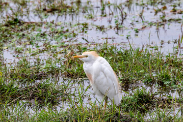 beautiful birds of africa with an unusual coloring in natural conditions