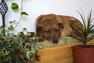 Dog sleeping on wooden bench. Close up photo of cute brown dog resting on a bench. Green plants in the pots on background. Adult dog's life. 
