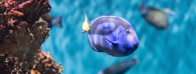 Closeup of a regal blue tang in aquarium environment