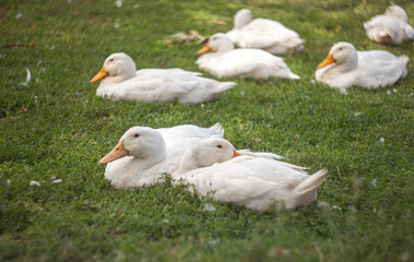 Obraz premium domestic white ducks on green grass lawn with flowers, organic natural breeding