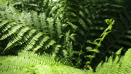 Fern-shaped plant in the forest. Beautiful graceful green leaves. Polypodiphyta, a department of...