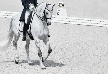 Rider in uniform, equestrian sports. Dressage horses and rider in uniform. Horizontal banner for...