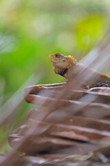 Closeup portrait of chameleon in Indian Forest	