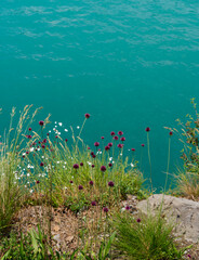 Fototapeta na wymiar Flowers at the shore of lake