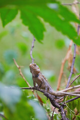 Closeup portrait of chameleon in Indian Forest	