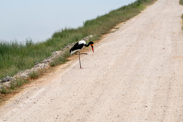 beautiful birds of africa with an unusual coloring in natural conditions