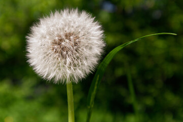 White, fluffy flowered dandelion on a naturally green blurred background. Soft focus