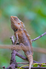 Closeup portrait of chameleon in Indian Forest	
