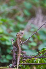Closeup portrait of chameleon in Indian Forest	