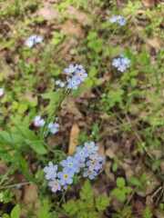 Niebieski kwiat . Delikatne kwiaty © Alina