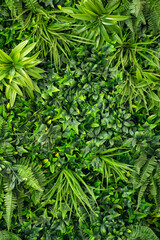 wall, background of green leaves of plants. interior design