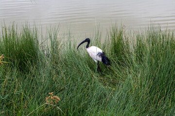 beautiful birds of africa with an unusual coloring in natural conditions