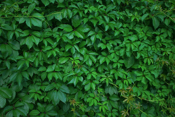 Green background of the wall overgrown with grape leaves