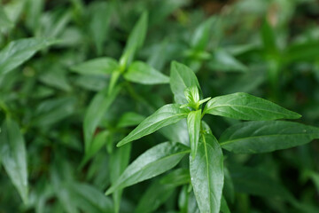 Andrographis paniculata (green chiretta) plant growing in the garden, fresh Indian herbal medicine herbs	
