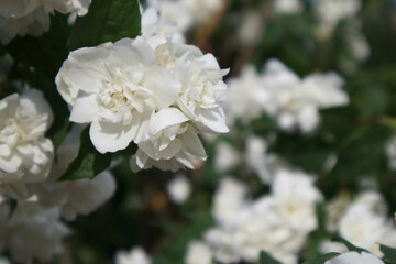 White flower close up with blurred background