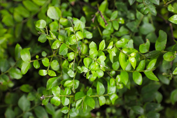 Fresh Curry leaves tree plant