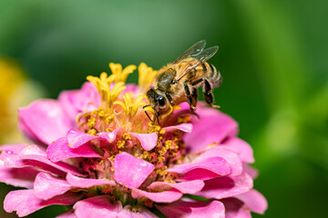 bee on a flower
