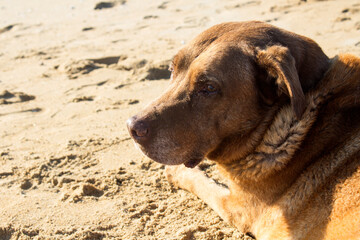 Brown Labrador dog sitting on sand. Adult dog summer activity. Happy pet's life. Close up portrait of big furry dog. 
