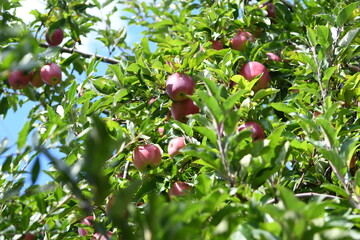 apples on a tree