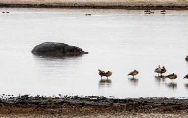 hippos by the river on the background of green meadows in the national park 