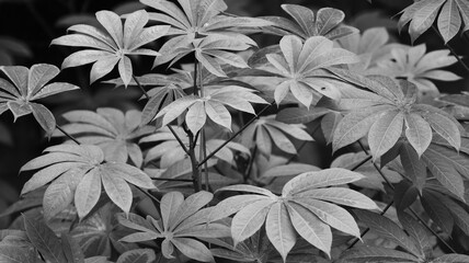 black and white tree leaves