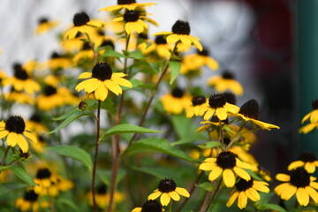 field of sunflowers