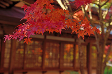 呑山観音寺の紅葉
