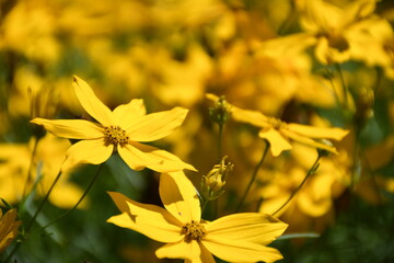 yellow flowers in the garden