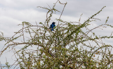 beautiful birds of africa with an unusual coloring in natural conditions