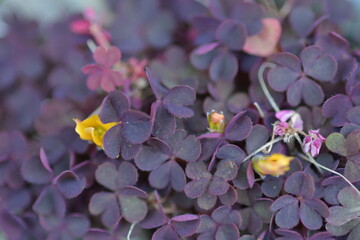 flowers in the garden