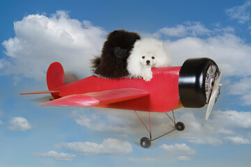 dog with a airplane in the sky