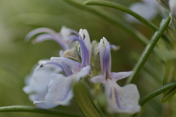 close up of a flower