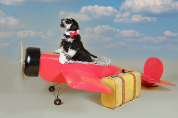 pilot dog with old plane and old suitcase