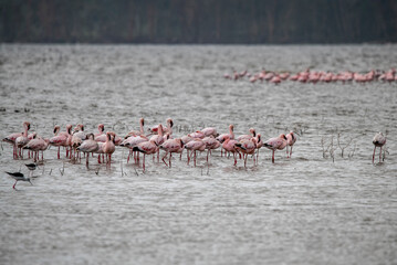 Fototapeta premium pink flamingos on a shallow lake against the backdrop of greenery and blue sky 