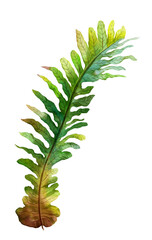 Fern leaf painted with watercolors on a white background. Stock illustration
