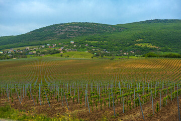 Fototapeta na wymiar Vineyard in the middle of the most famous wine region of Crimea