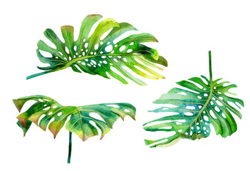 Tropical leaves of monstera painted in watercolor on a white background. Stock illustration
