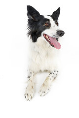 border collie dog