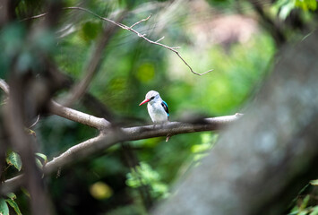 woodland kingfisher on a tree branch 