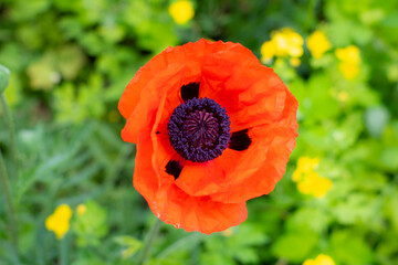 Scarlet poppy flower on a green variegated grass background.