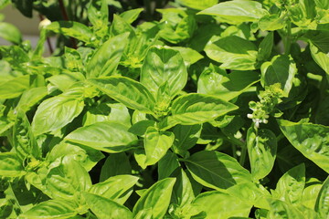 Fototapeta na wymiar Healthy sweet basil plant growing in a home garden. Basil is used as an herb in salads, and recipes for cooking, especially with tomato sauce.
