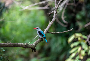 woodland kingfisher on a tree branch 