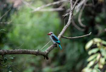 woodland kingfisher on a tree branch 