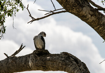 black and white falcon sitting on a tree branch 