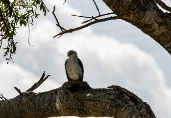 black and white falcon sitting on a tree branch 